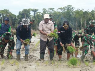 Bupati Keerom Tanam Padi Perdana di Lokasi CSR Distrik Skanto