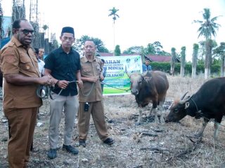 Idhul Adha 2026, Bupati Keerom Serahkan Sapi Bantuan Presiden dan Pemda Serentak