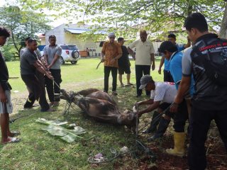 Peringati Idul Adha 1447 Hijriah, Polres Keerom Berbagi Qurban Bersama Personel dan Warga.